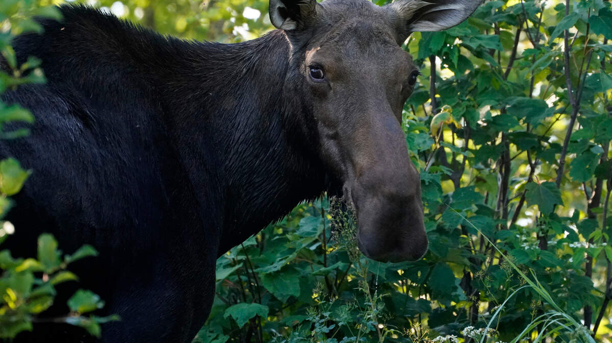 Moose attacks in Colorado are increasing, according to Colorado Parks and Wildlife. They are protective animals and will defend their territory and young.